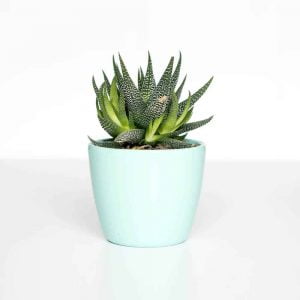 Gonialoe variegata